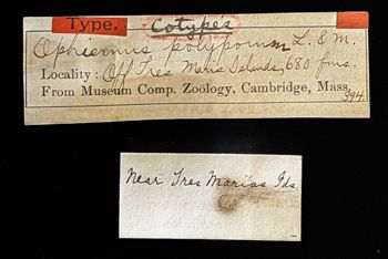 Media type: image;   Invertebrate Zoology OPH-394 Description: Original handwritten specimen labels, reverse side;  Aspect: labels2